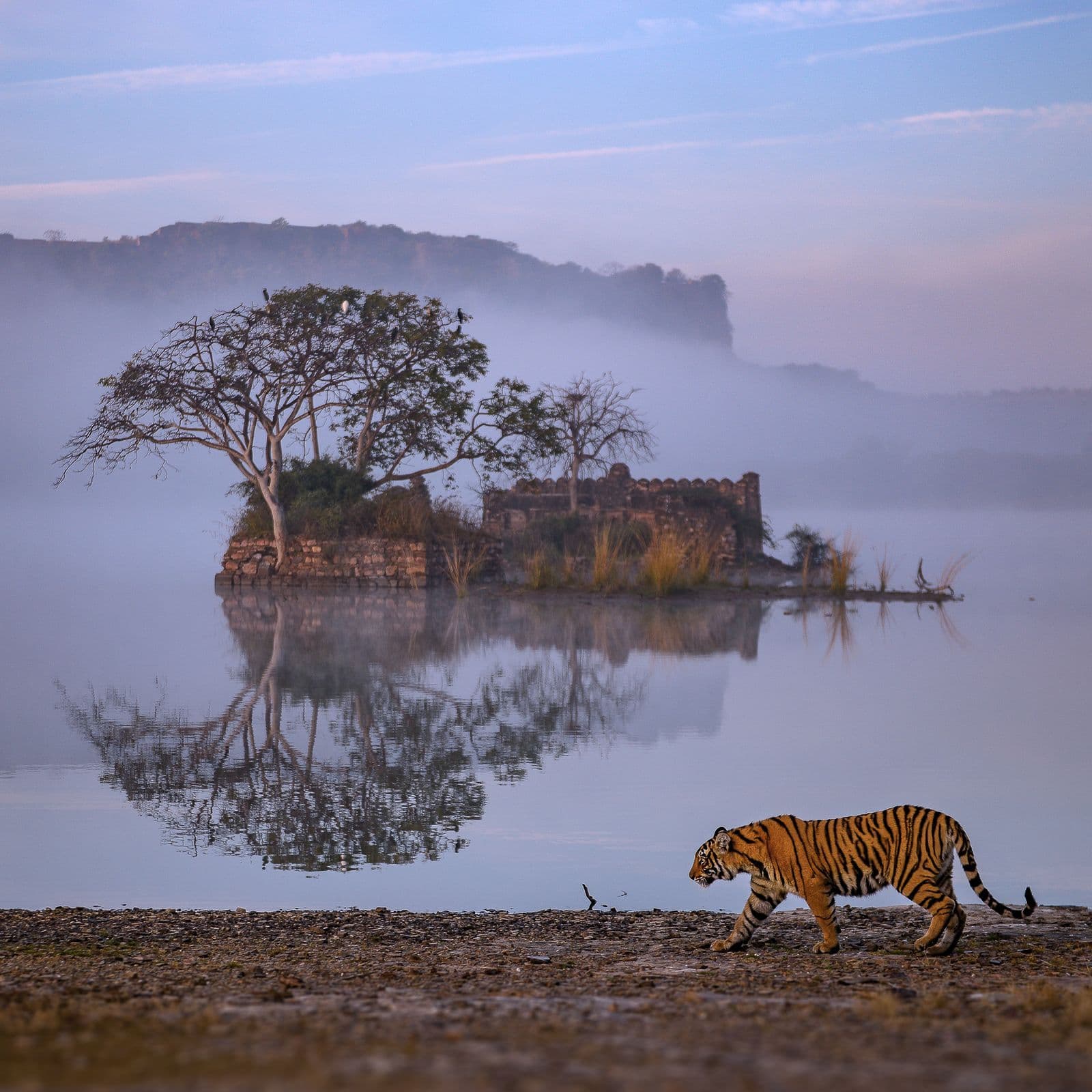 Arrows-Girl-Padam-Lake-Ranthambore-1620